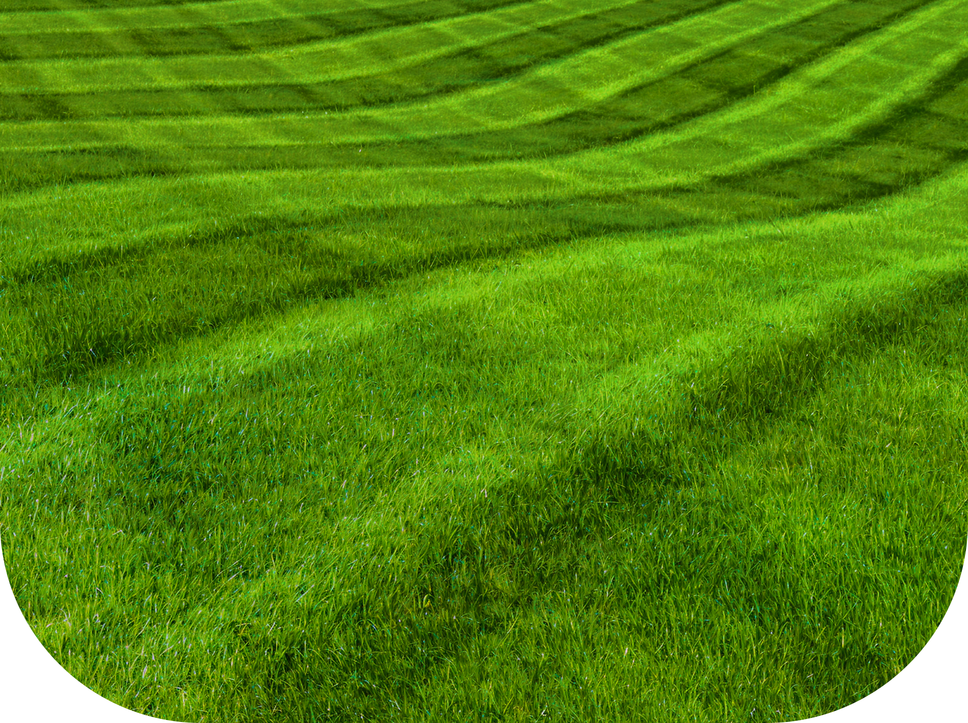Lush green lawn