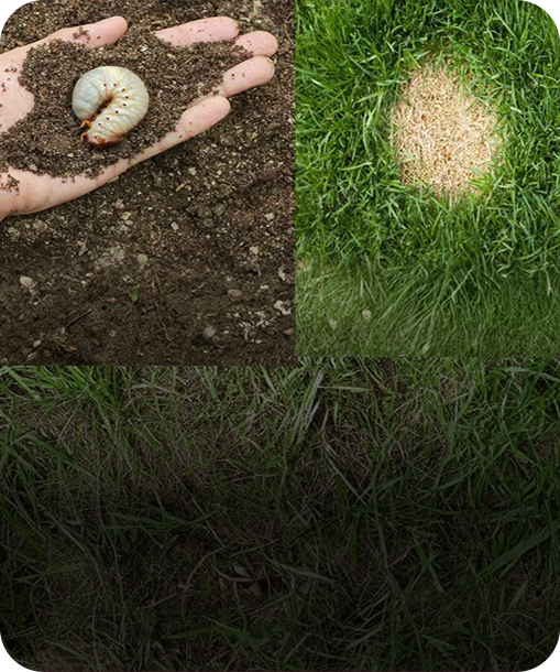 Grub Control Services