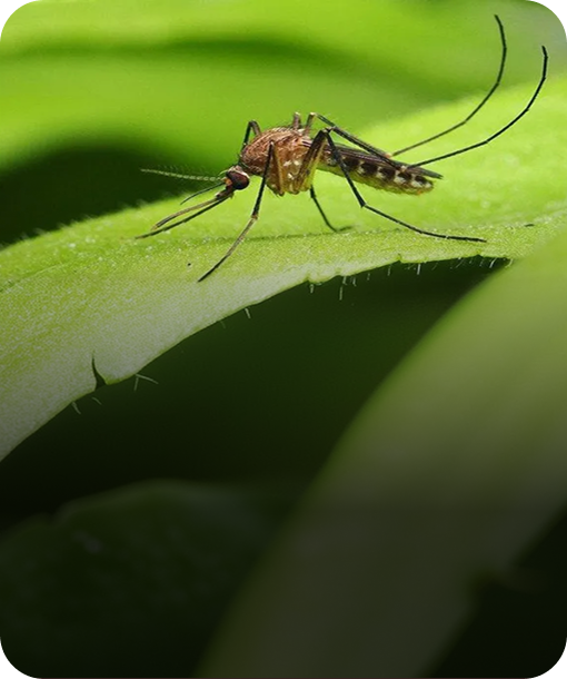 Mosquito control treatment